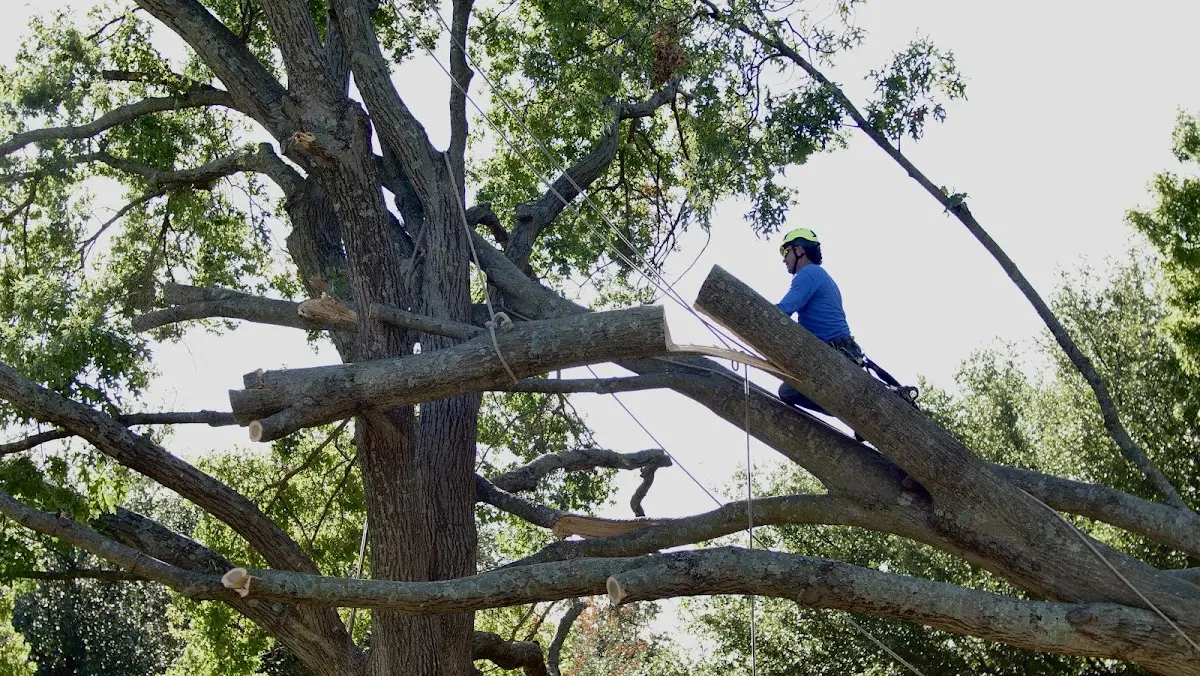 Professional Crown Thinning performed by certified arborists in Coral
